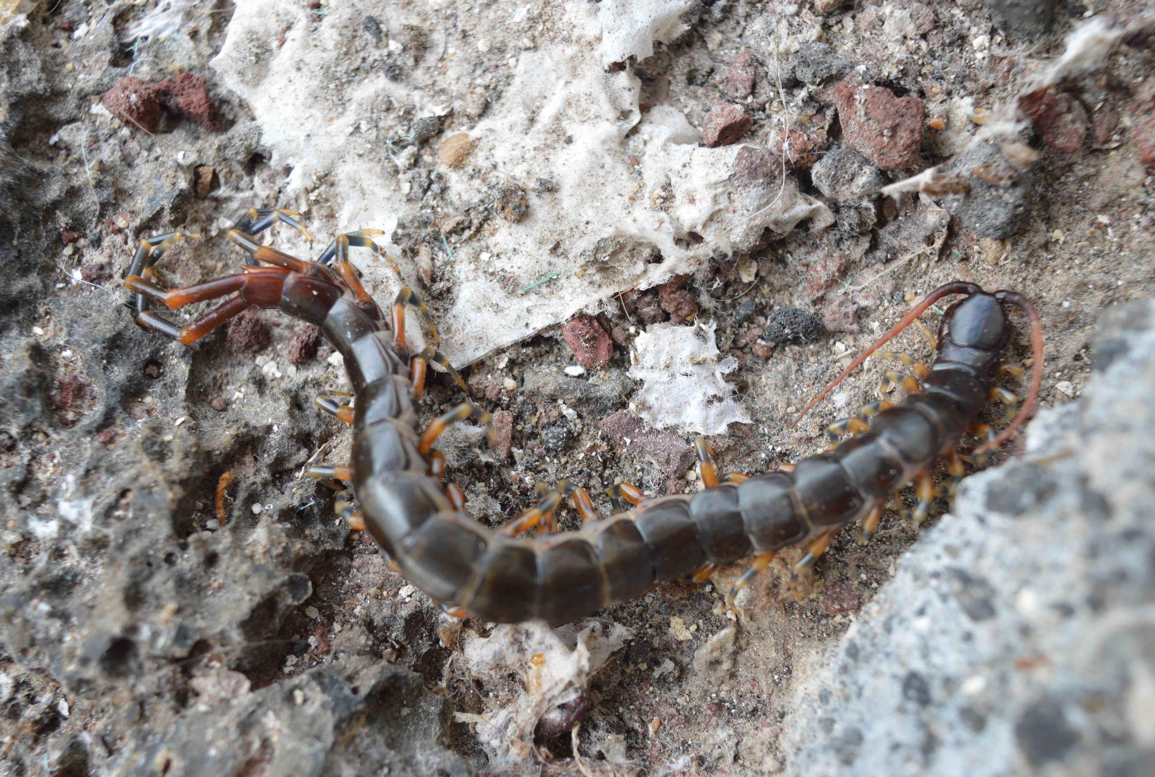 Scolopendra galapagoensis Photo: A. Walentowitz.